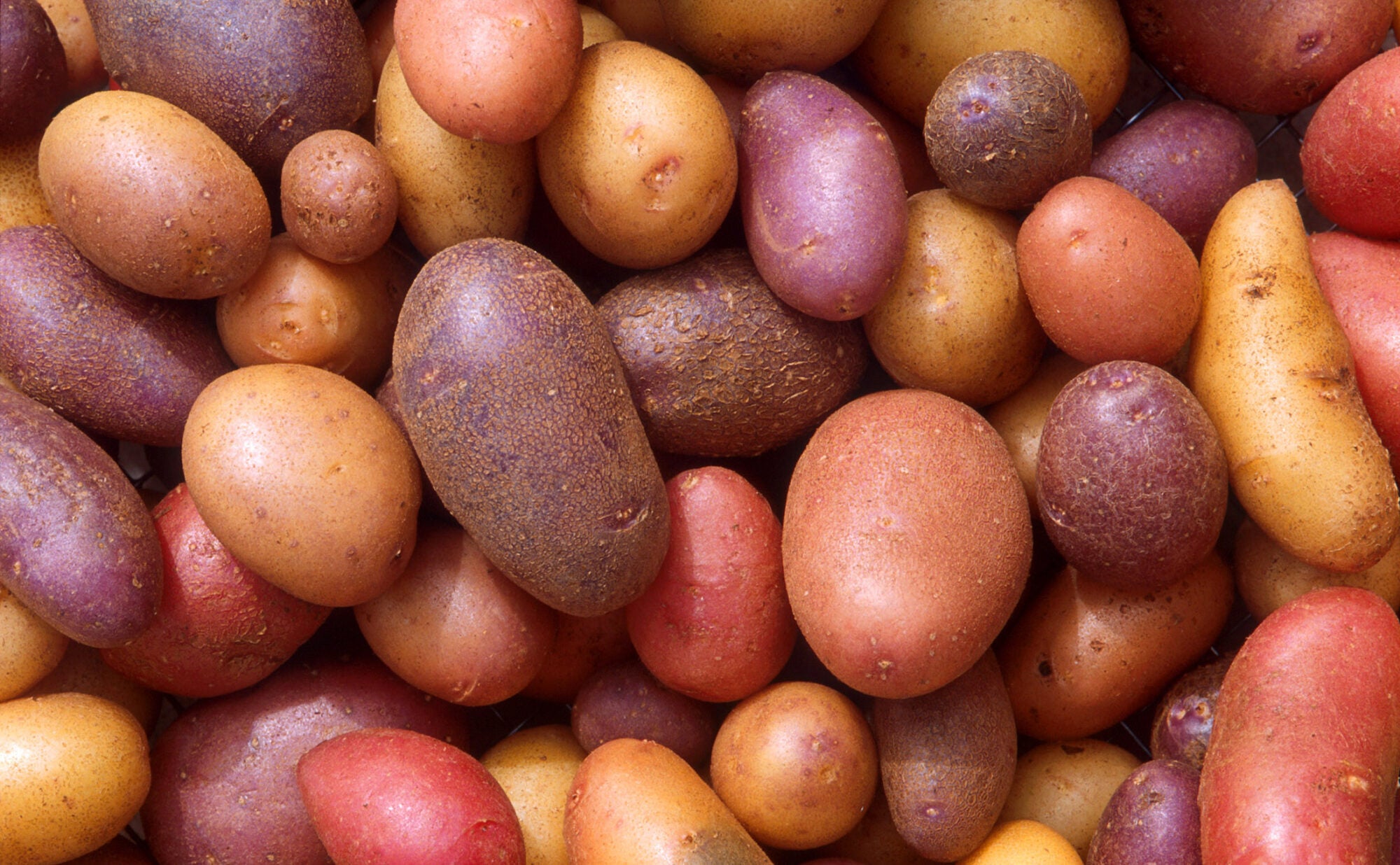 What Is the Best Potato for Mashing? TASTE