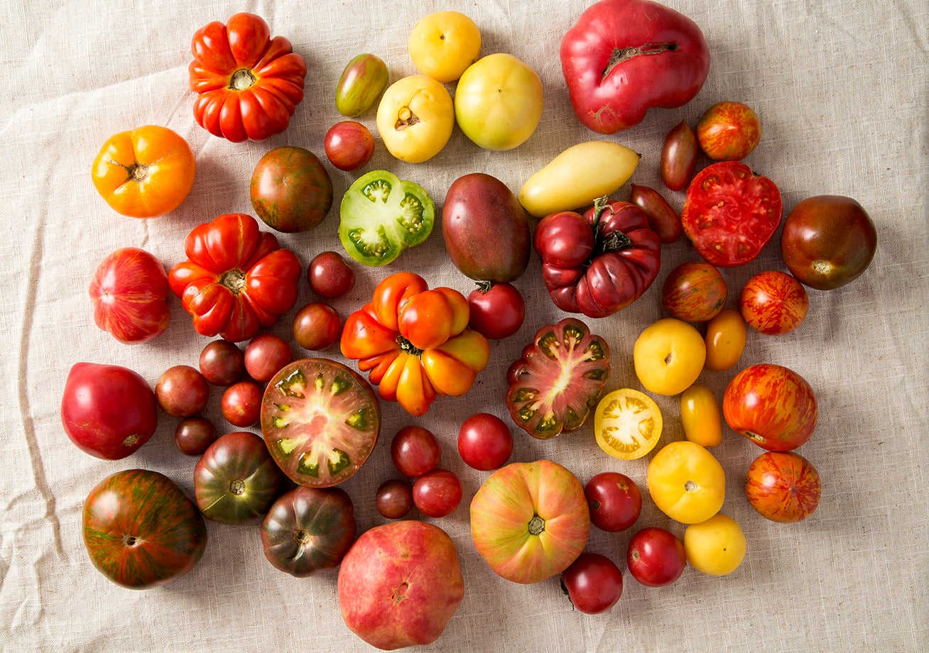 Purple Zebra Tomato