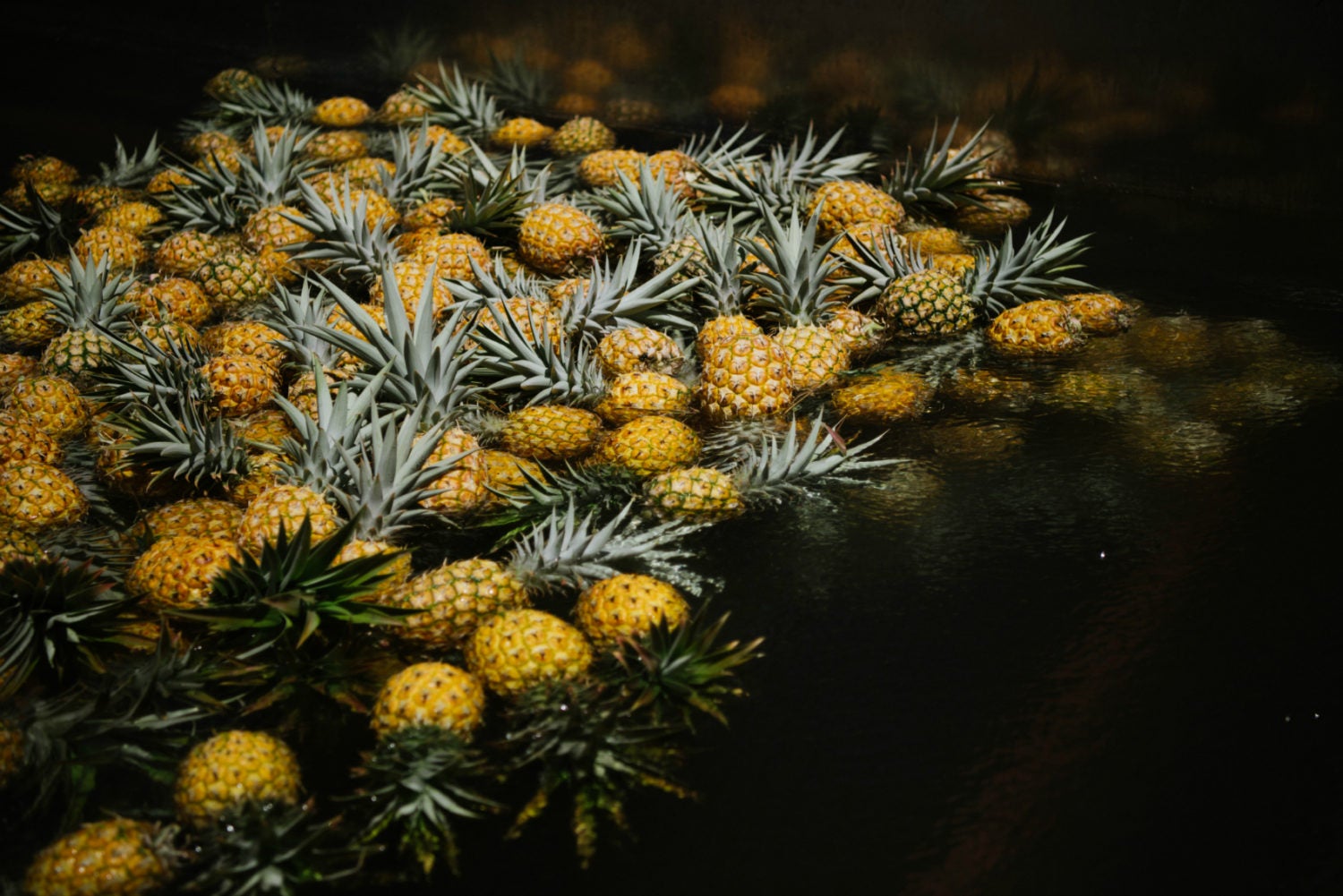 TASTE - Pineapple_sorting | TASTE