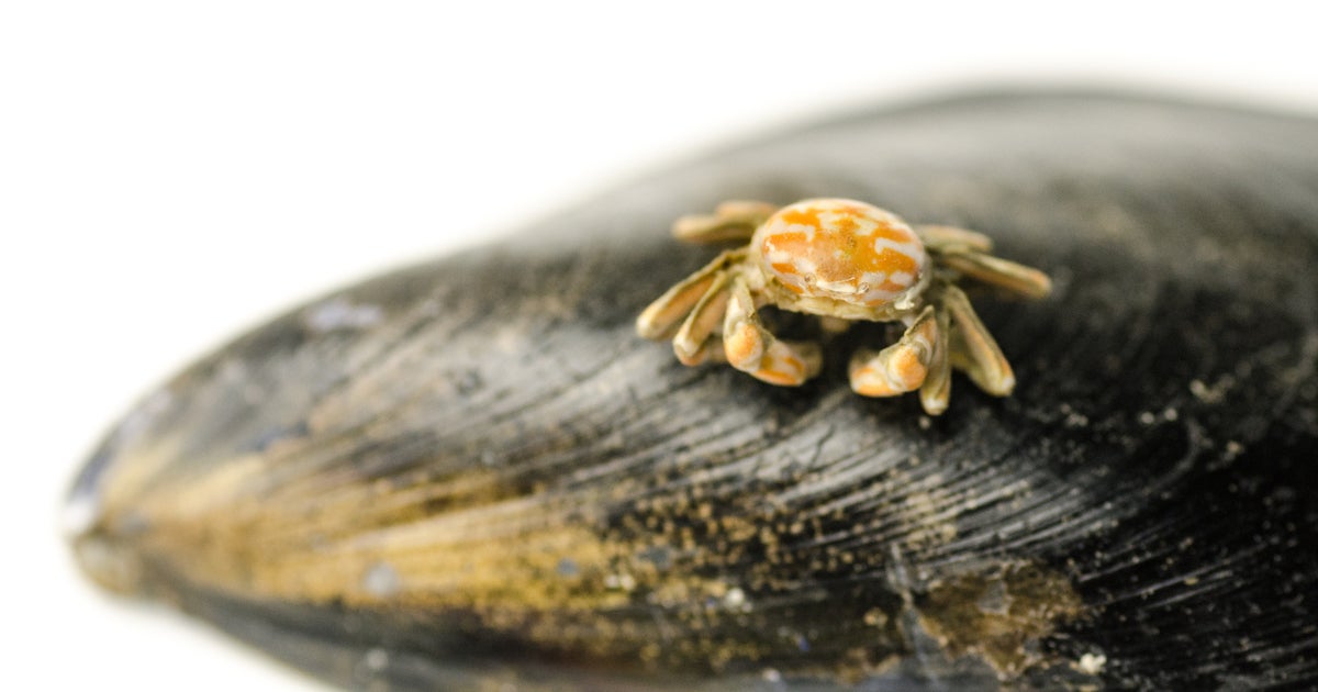 baby crab in oyster