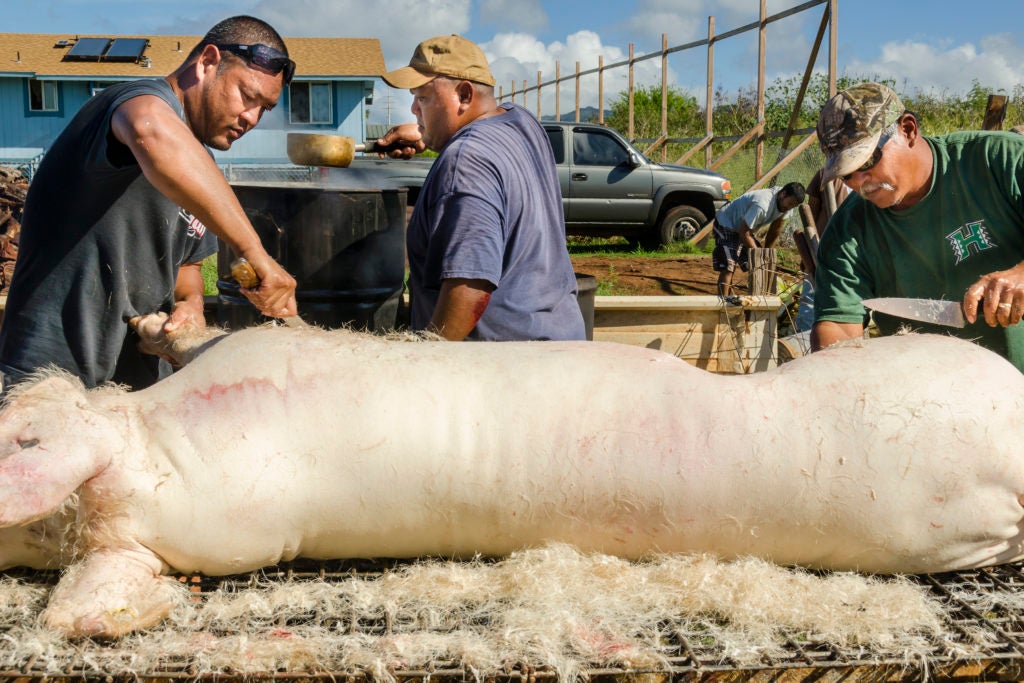 It Takes a Village to Cook a Hawaiian Pig