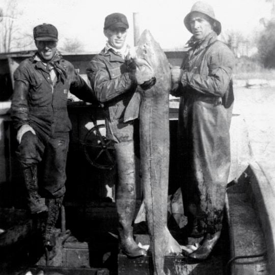 Boek, Germany. 19th Nov, 2020. While fishing the caviar sturgeons in the  pond economy Boek of the fishery Müritz-Plau Kurt Wolk holds a big  sturgeon. When a subsequent ultrasound examination of the