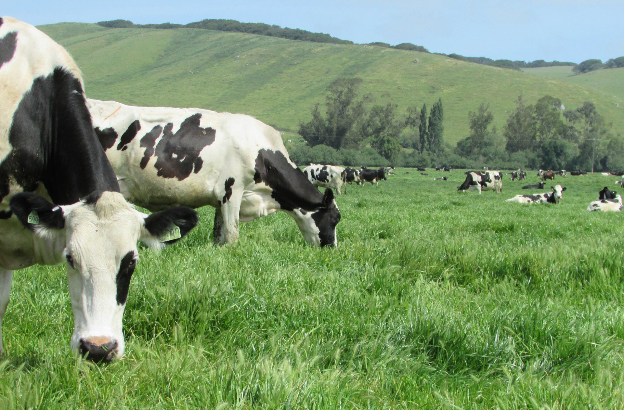 does-ground-beef-come-from-dairy-cows-lee-majew1957