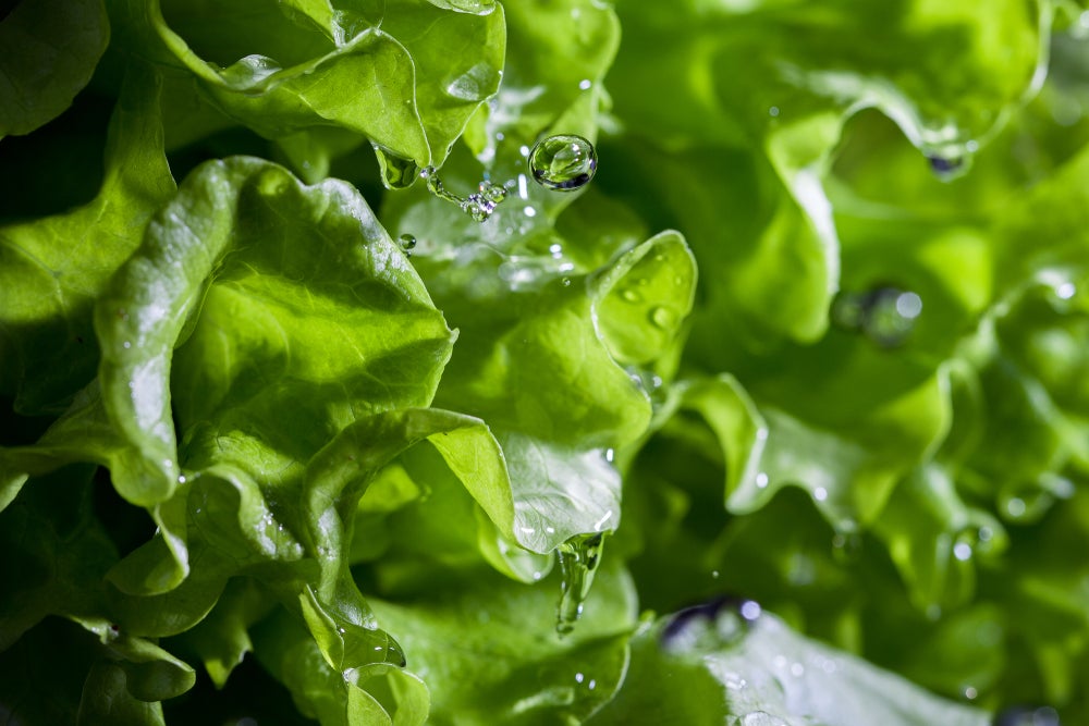 The Fastest Way To Dry Lettuce - How To Dry Salad Greens 