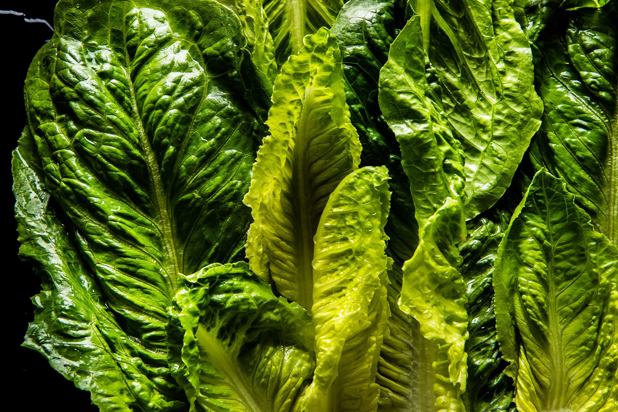 Article-Washing-Vegatables-Cooking-Romaine