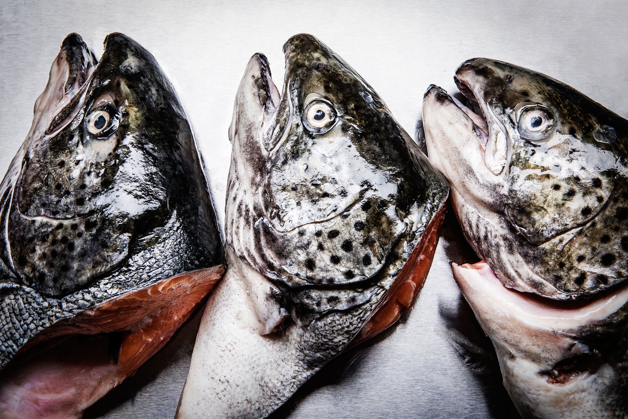 Trout Fish Head On A Plate Of Fish Soup Close-up On A Fish Mouth