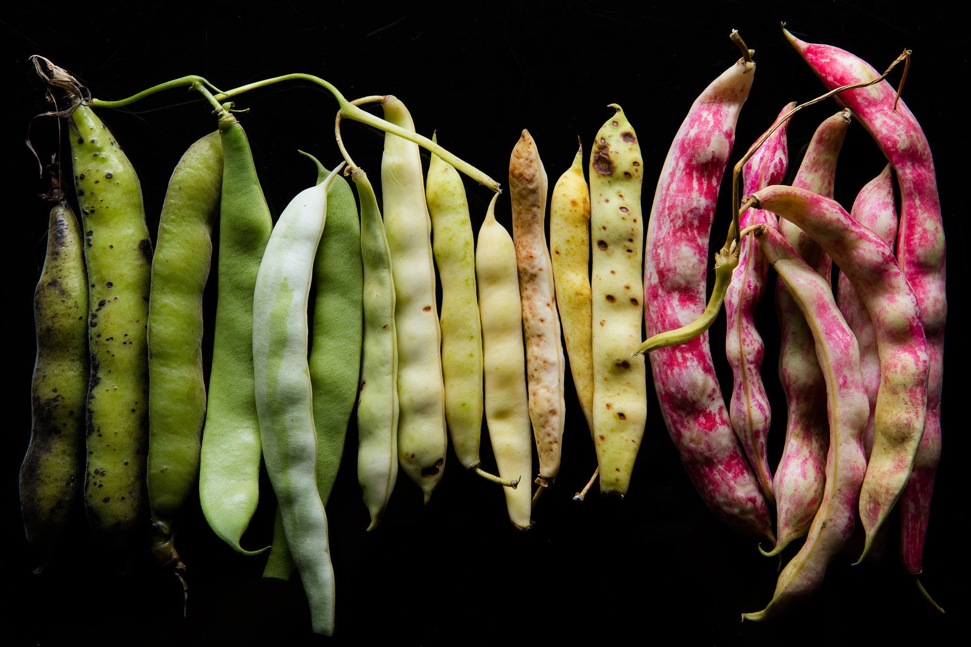 Article-Shelling-Beans-Summer-Bean-Recipe