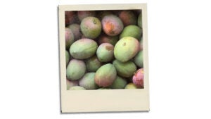 Postcard Mango Season