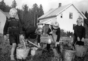 1930 potato kids picking